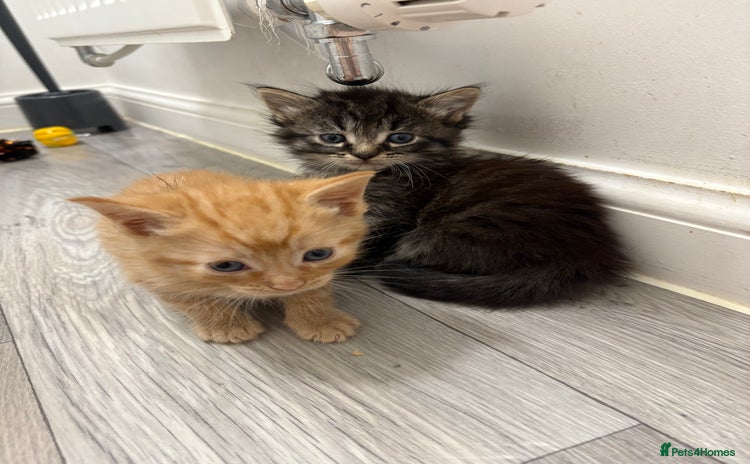 Domestic Shorthair cats - Advert 1