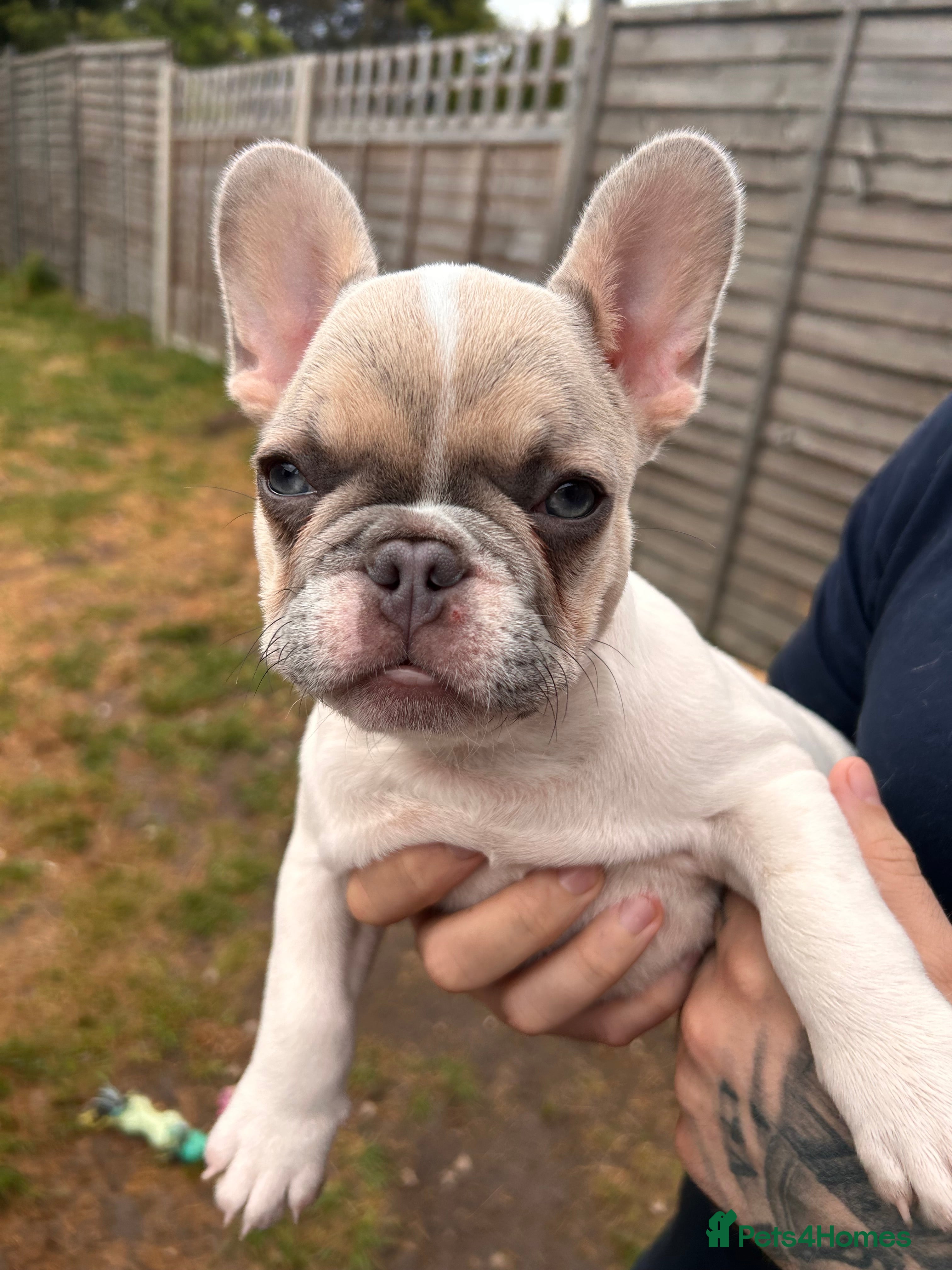 French Bulldog dogs Fully vaccinated DWKC French bulldog puppies  - Advert 5