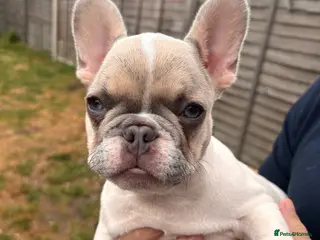 French Bulldog dogs Fully vaccinated DWKC French bulldog puppies - Advert 5