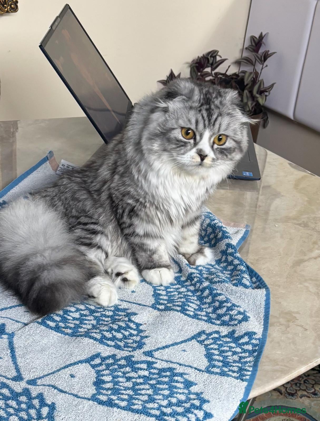 Mixed Breed cats Mika the lovely Cat - Advert 3