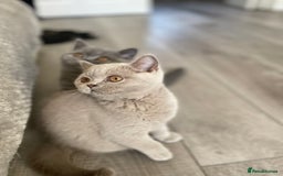 British Shorthair cats for sale: 🔥 READY NOW BRITISH SHORTHAIR KITTENS   - Image 5