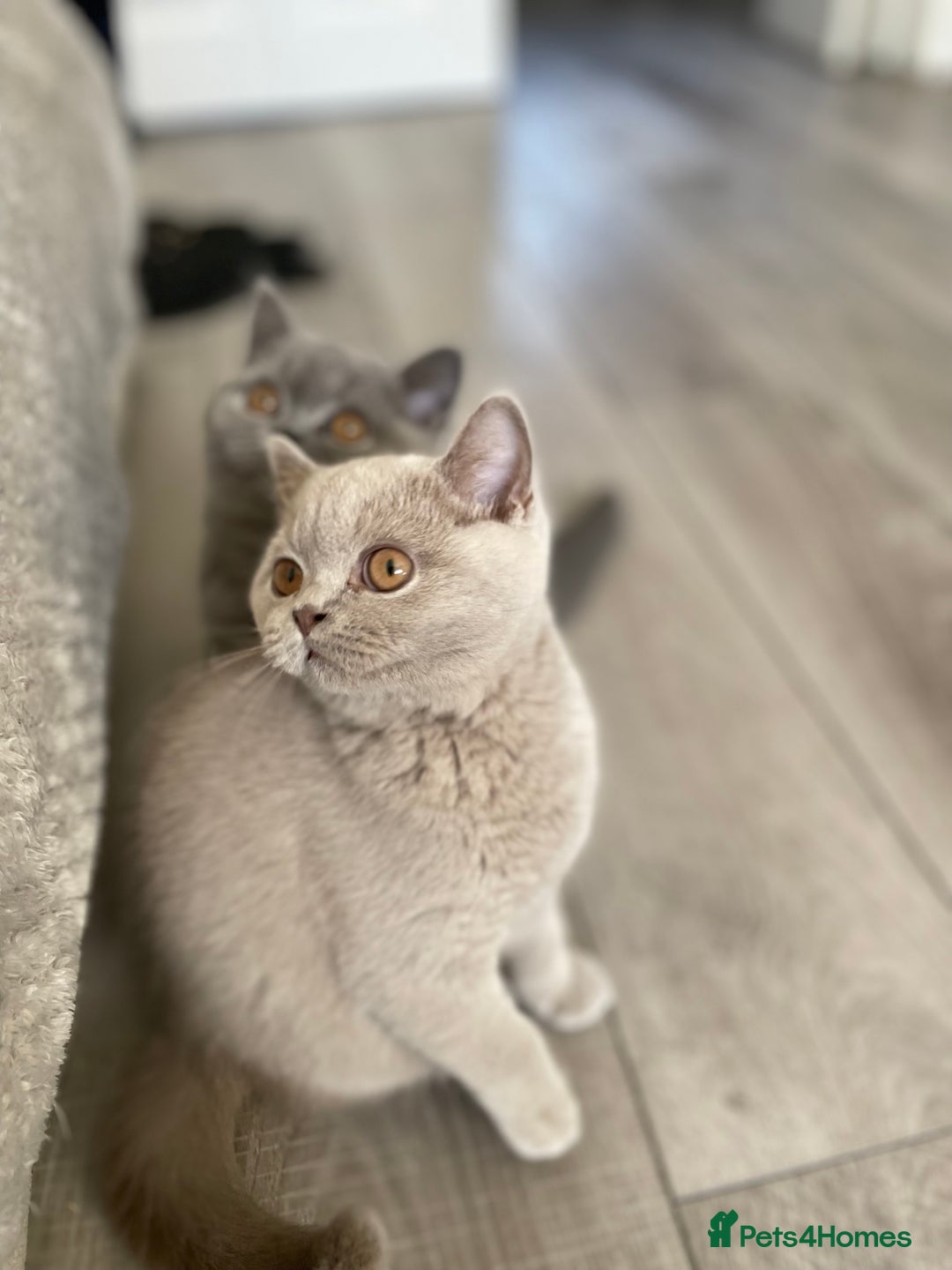 British Shorthair cats for sale: 🔥 READY NOW BRITISH SHORTHAIR KITTENS   - Image 5