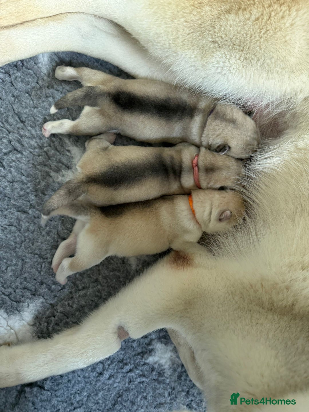 Siberian Husky dogs for sale: ✨ Exceptional Pedigree Siberian Husky Puppies ✨ - Advert 11