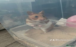 Hamster rodents for sale: 4 SYRIAN BABYS FOR SALE 💗 - Image 1