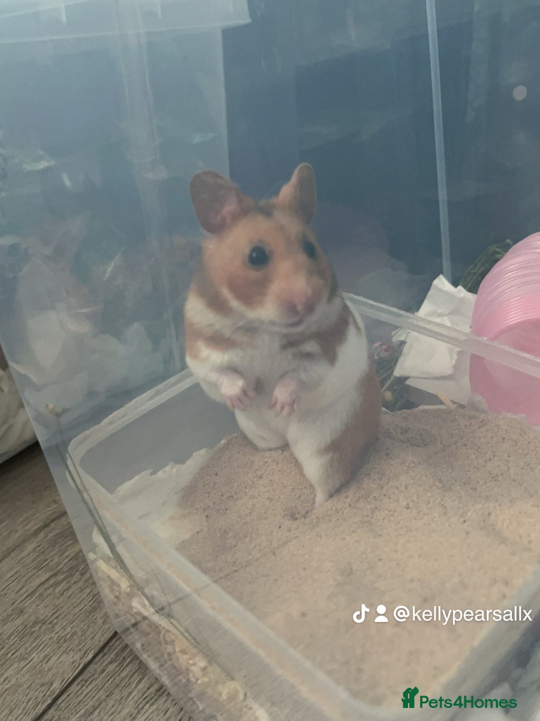 Hamster rodents for sale: 4 SYRIAN BABYS FOR SALE 💗 - Image 1