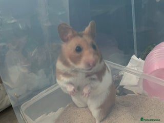 Hamster rodents - Advert 1