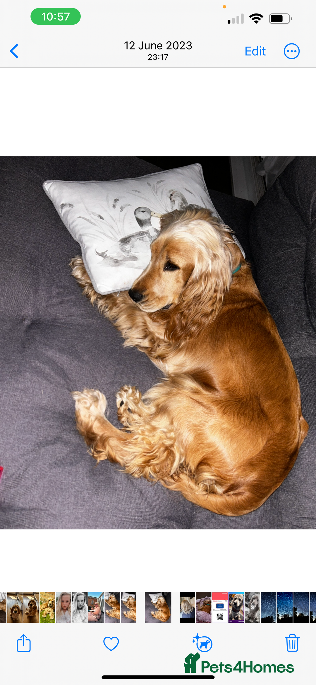 Cocker Spaniel dogs for sale: Cocker Spaniel Litter Due 🐾 - Advert 9