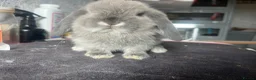Mini Lop rabbits for sale: Pure mini lop  - Advert 3
