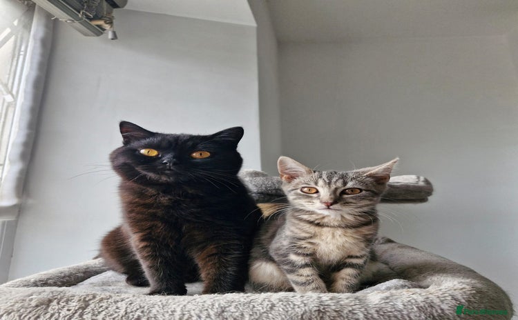 British Shorthair cats - Advert 15