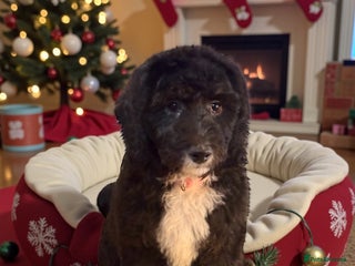 Bernedoodle dogs 1 left tri colour bernedoodle puppies girls only - Advert 2