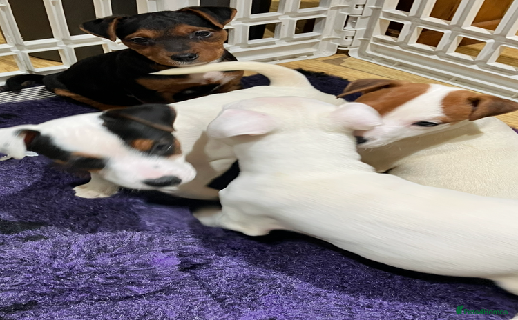 Jack Russell dogs Jack Russell pups - Advert 4
