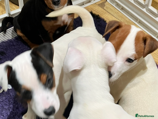 Jack Russell dogs Jack Russell pups - Advert 2