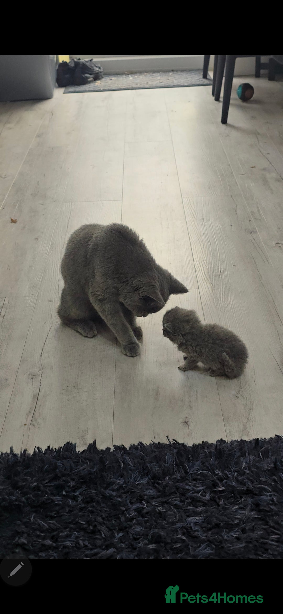 British Shorthair cats for sale: Beautiful chunky british shorthair kittens - Image 3