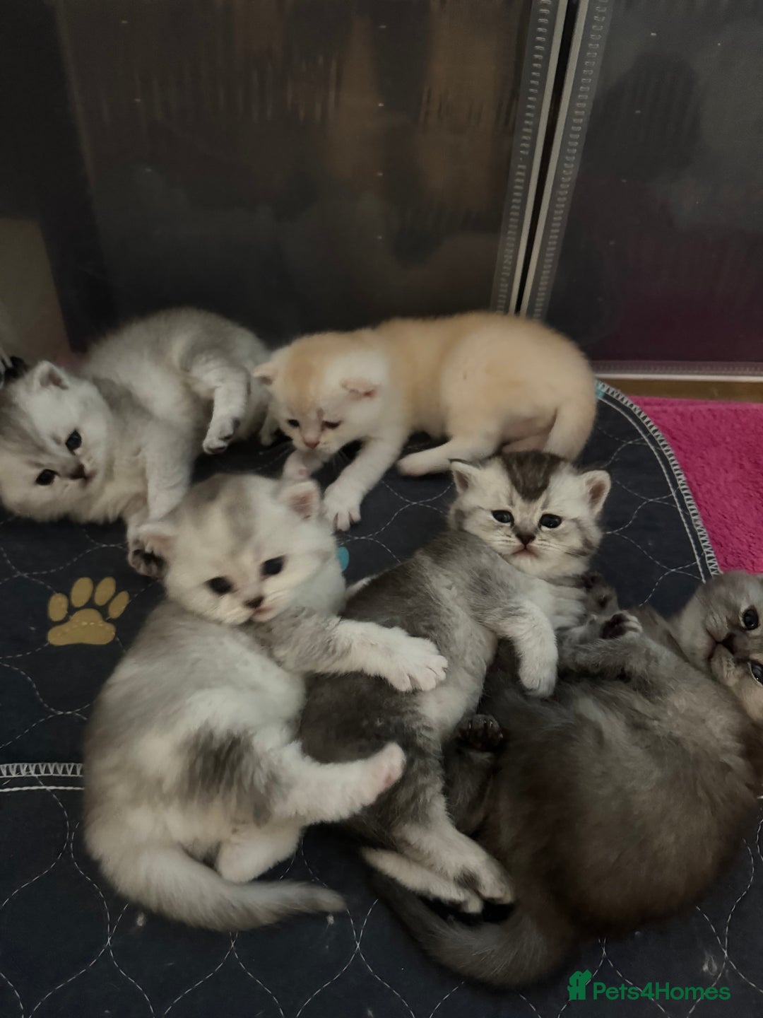 Scottish Fold cats for sale: Scottish fold/ straight 😍🥰❤️ - Image 1