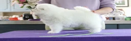 Japanese Spitz dogs for sale: Adorable Japanese Spitz male puppie - Advert 12