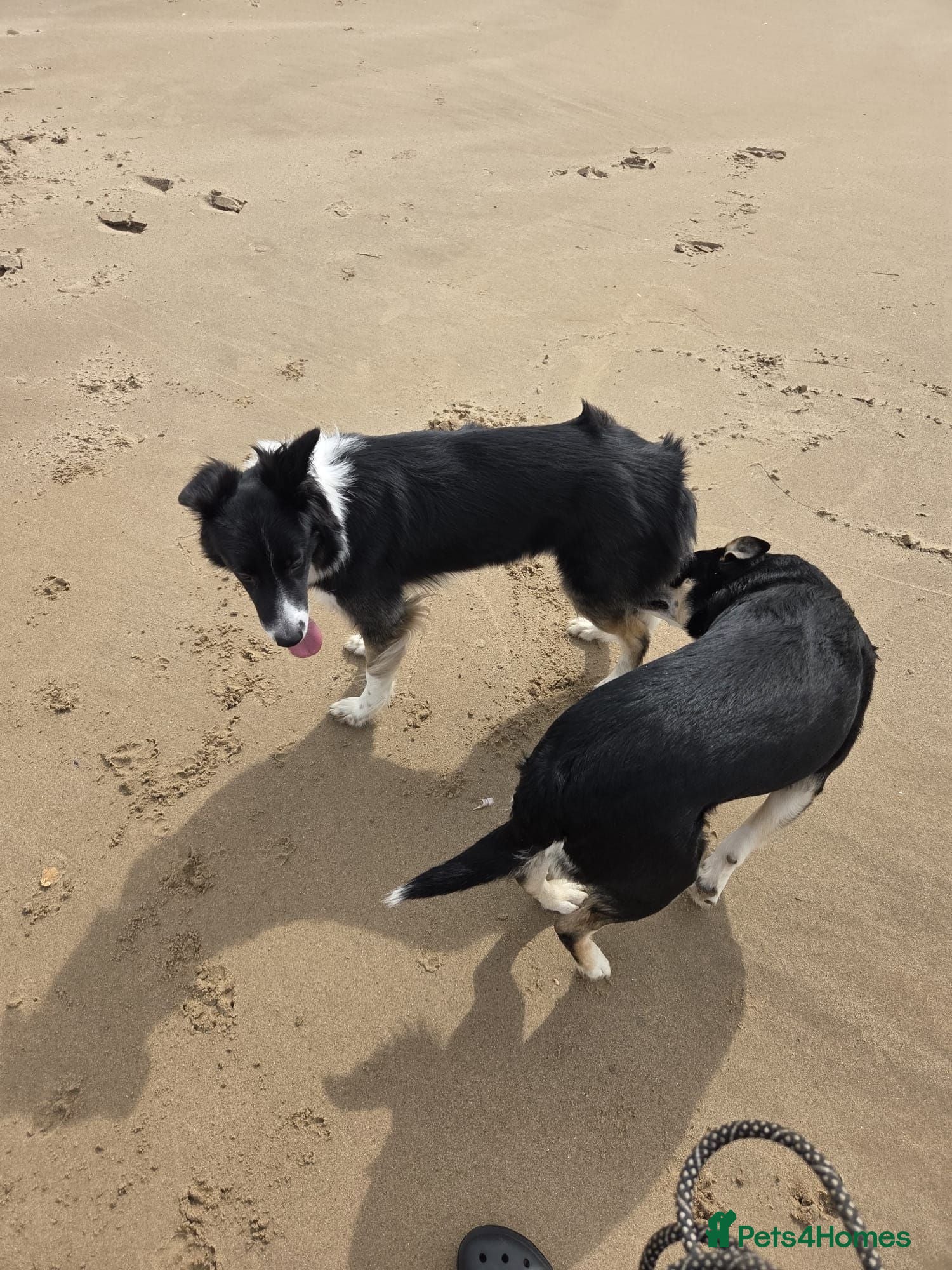 Mixed Breed dogs One male puppy for sale  - Advert 1