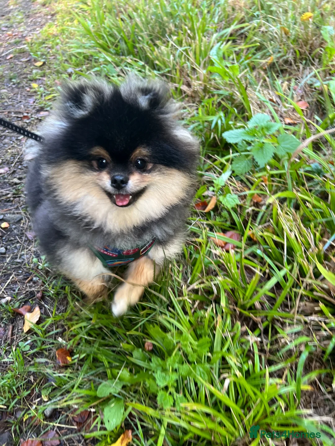 Pomeranian dogs for sale: Gorgeous Pomeranian Boy  in Halesowen - Advert 1