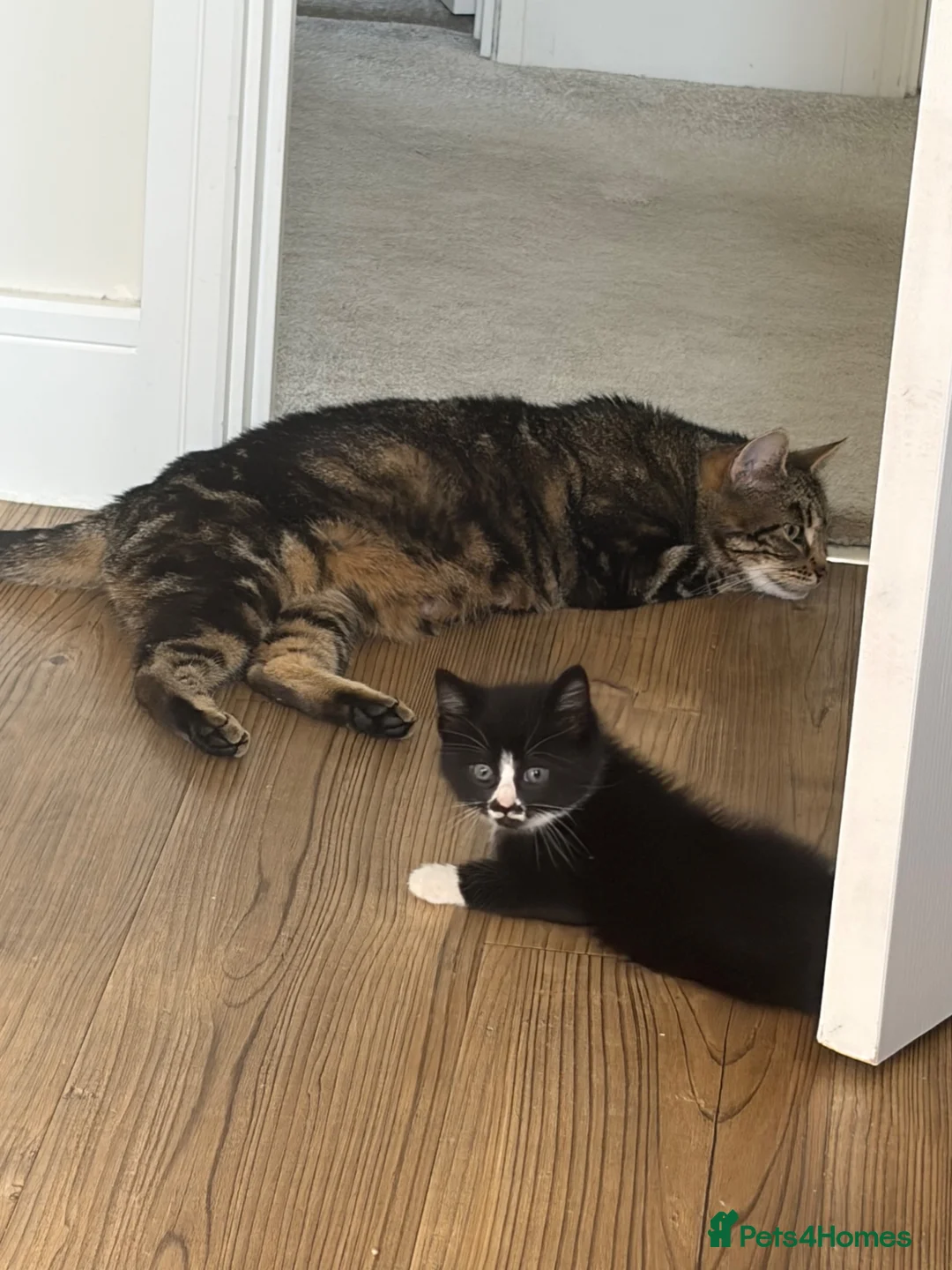 Mixed Breed cats for sale: Small litter of 3 girl kittens  - Advert 1