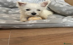 West Highland Terrier dogs for sale: Beautiful west highland terriers puppys - Image 5