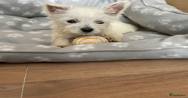 West Highland Terrier dogs - Advert 16