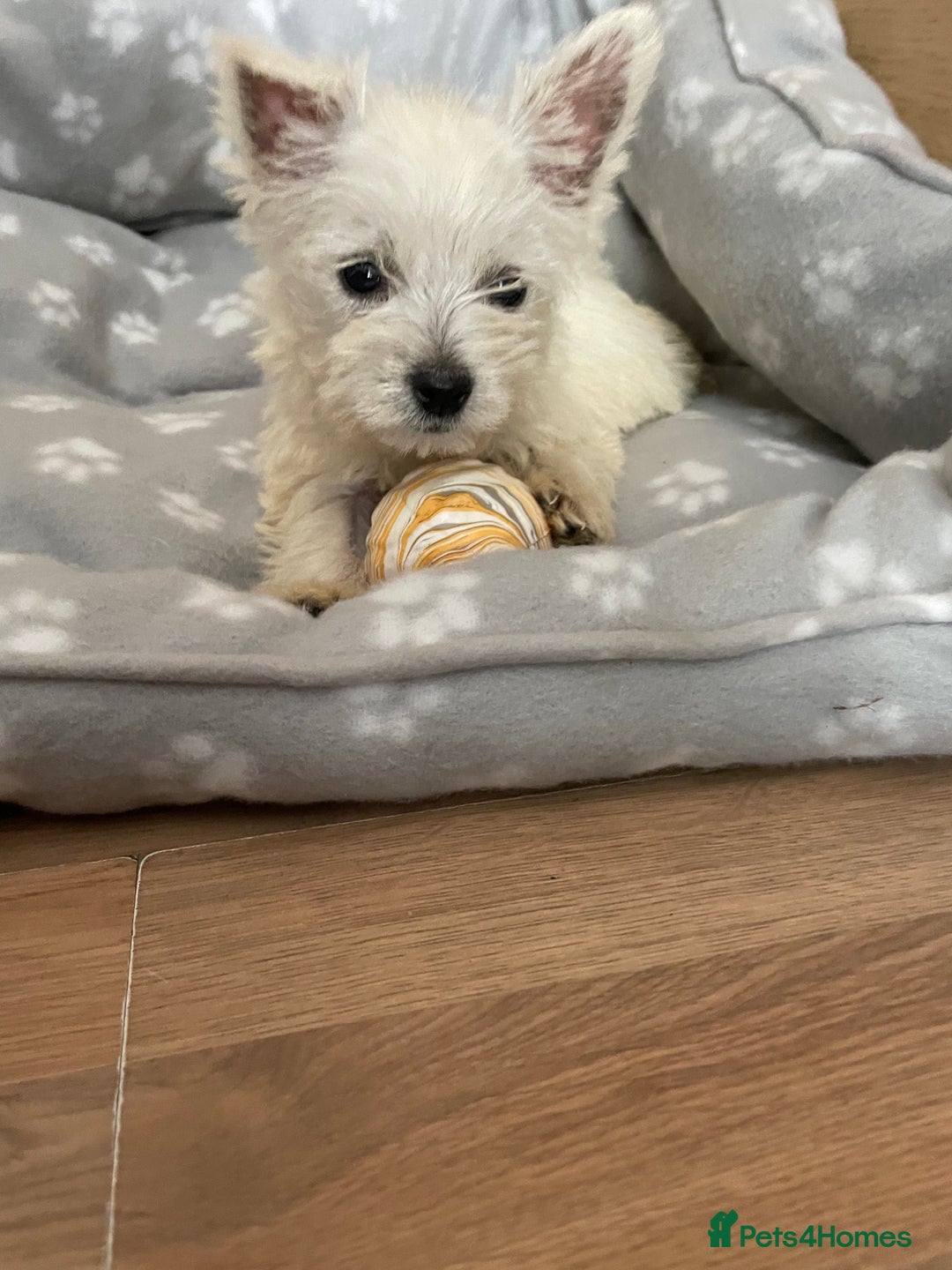 West Highland Terrier dogs for sale: Beautiful west highland terriers puppys - Image 5