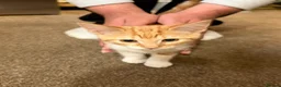 Mixed Breed cats for sale: 13-Week-Old Ginger & White Male Kitten in Blackburn - Advert 5