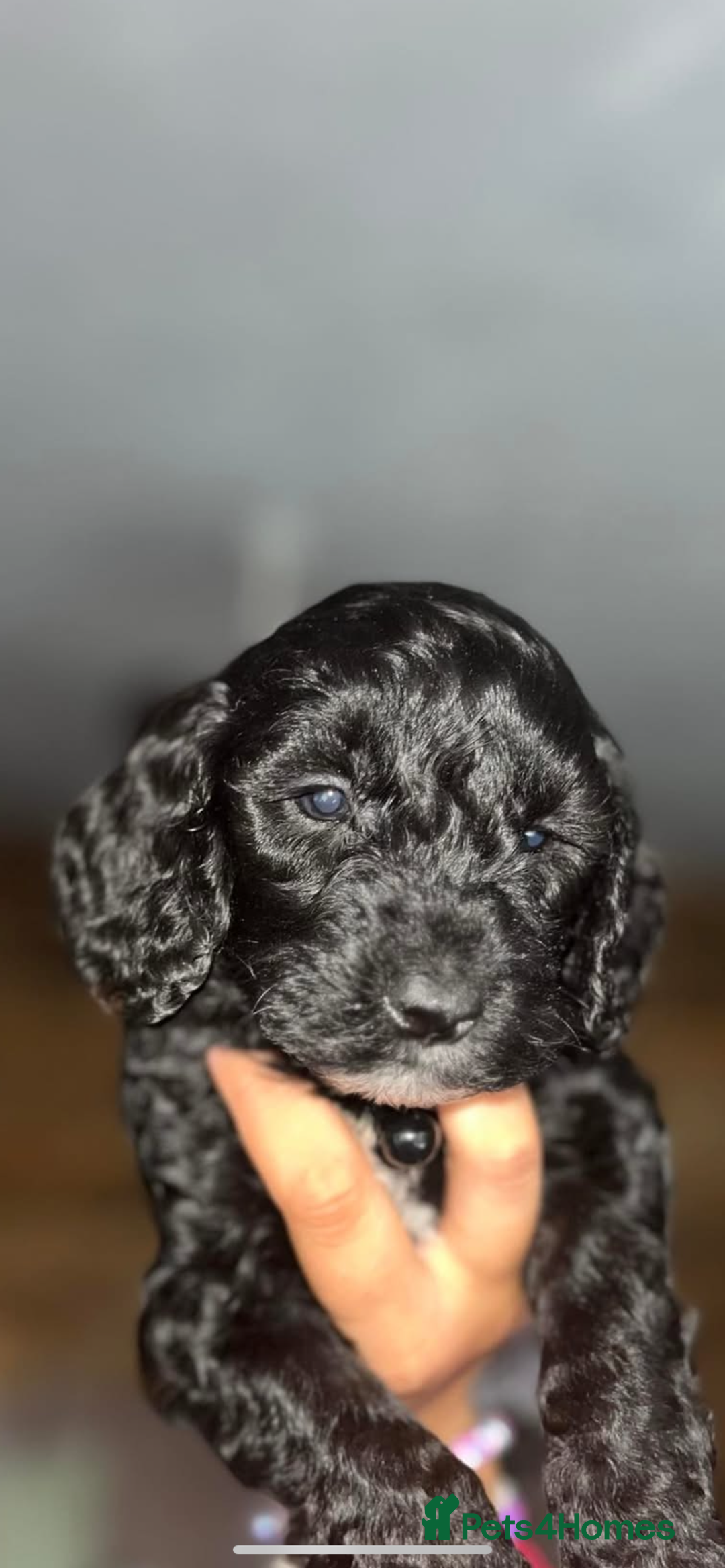Cockapoo dogs for sale: Beautiful COCKAPOO pups  - Image 6