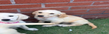 Golden Retriever 3