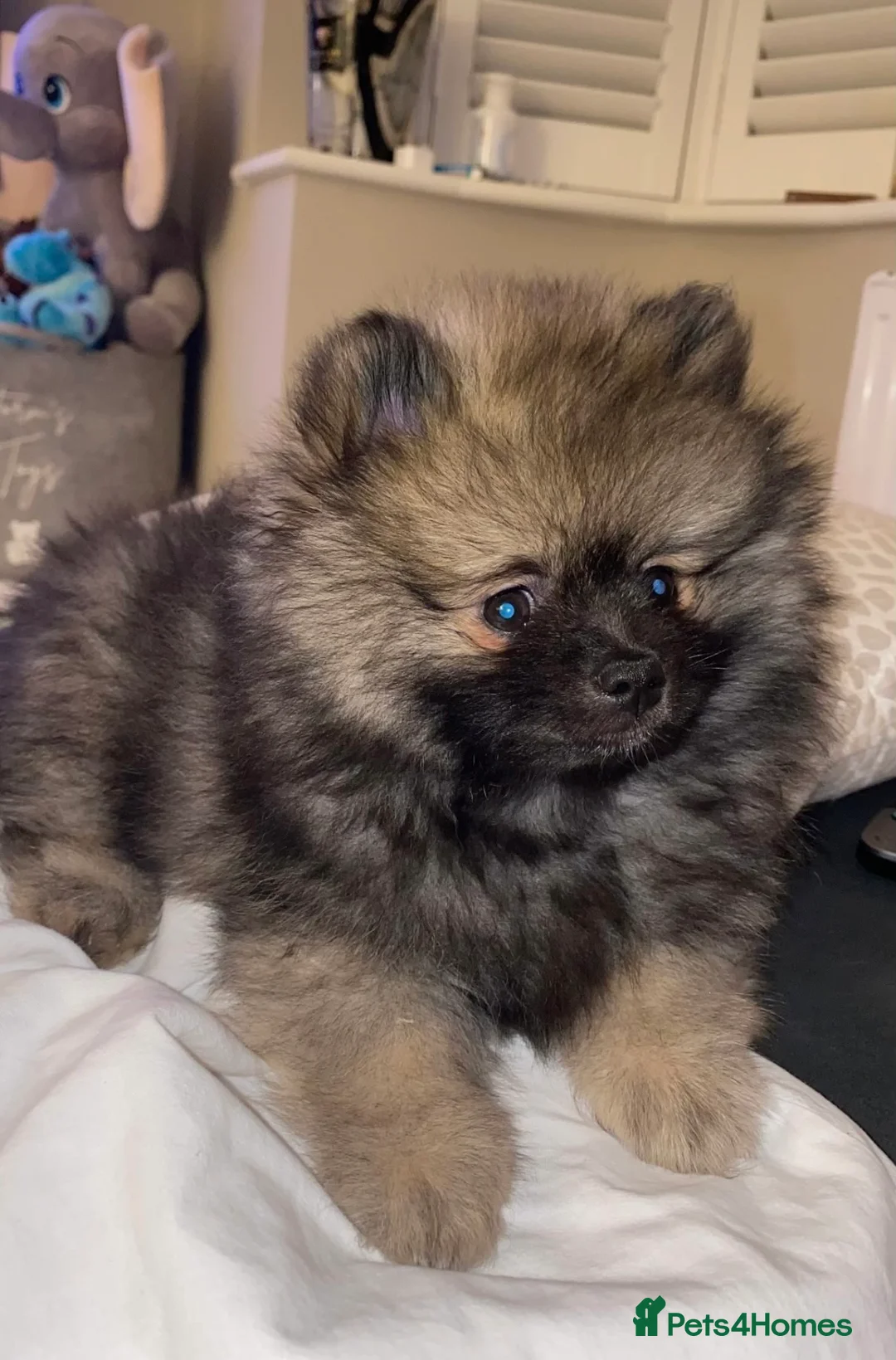 Pomeranian dogs for stud: Chocolate Merle Stud Health Tested in Dartford - Advert 21