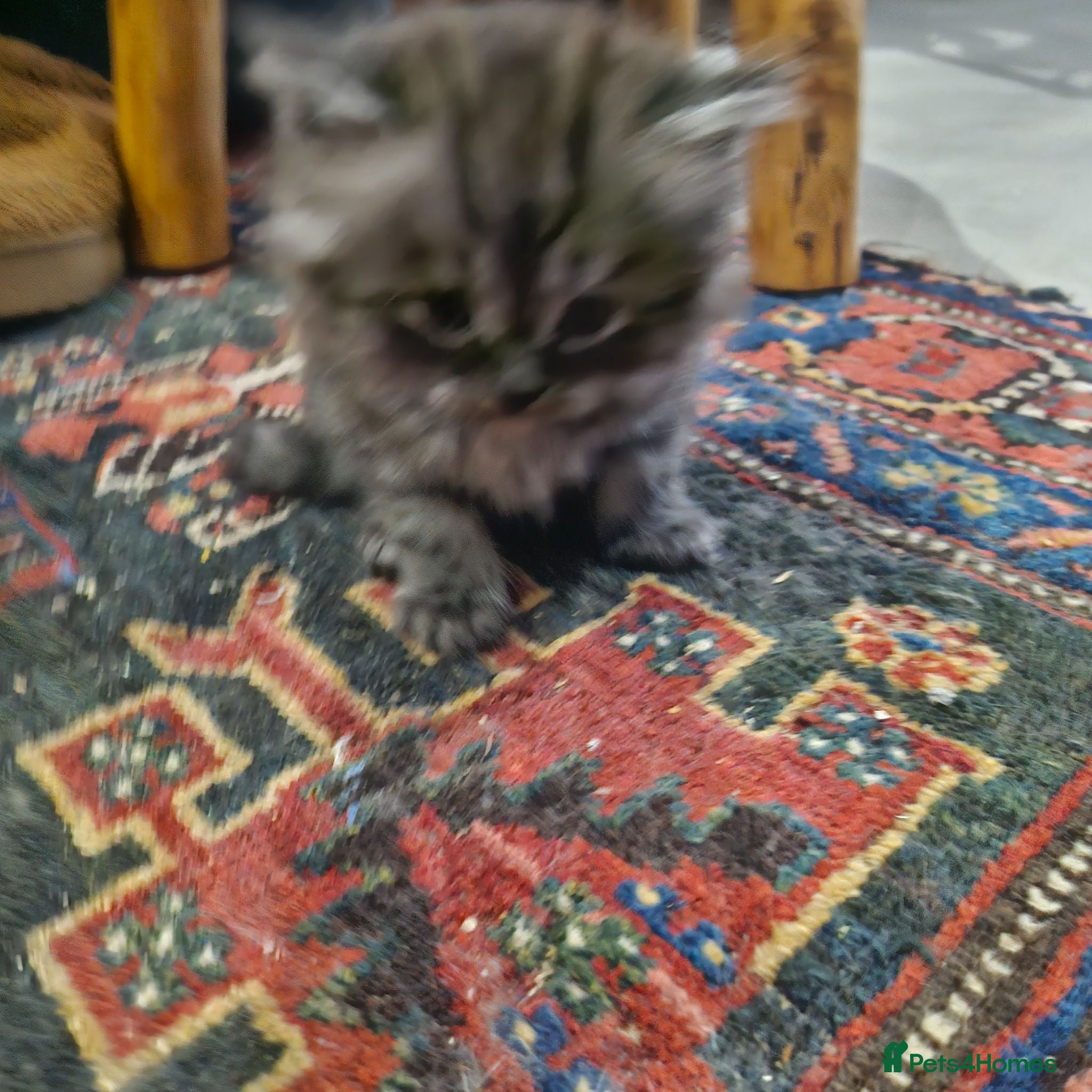 Persian cats Persian x kittens - Advert 16