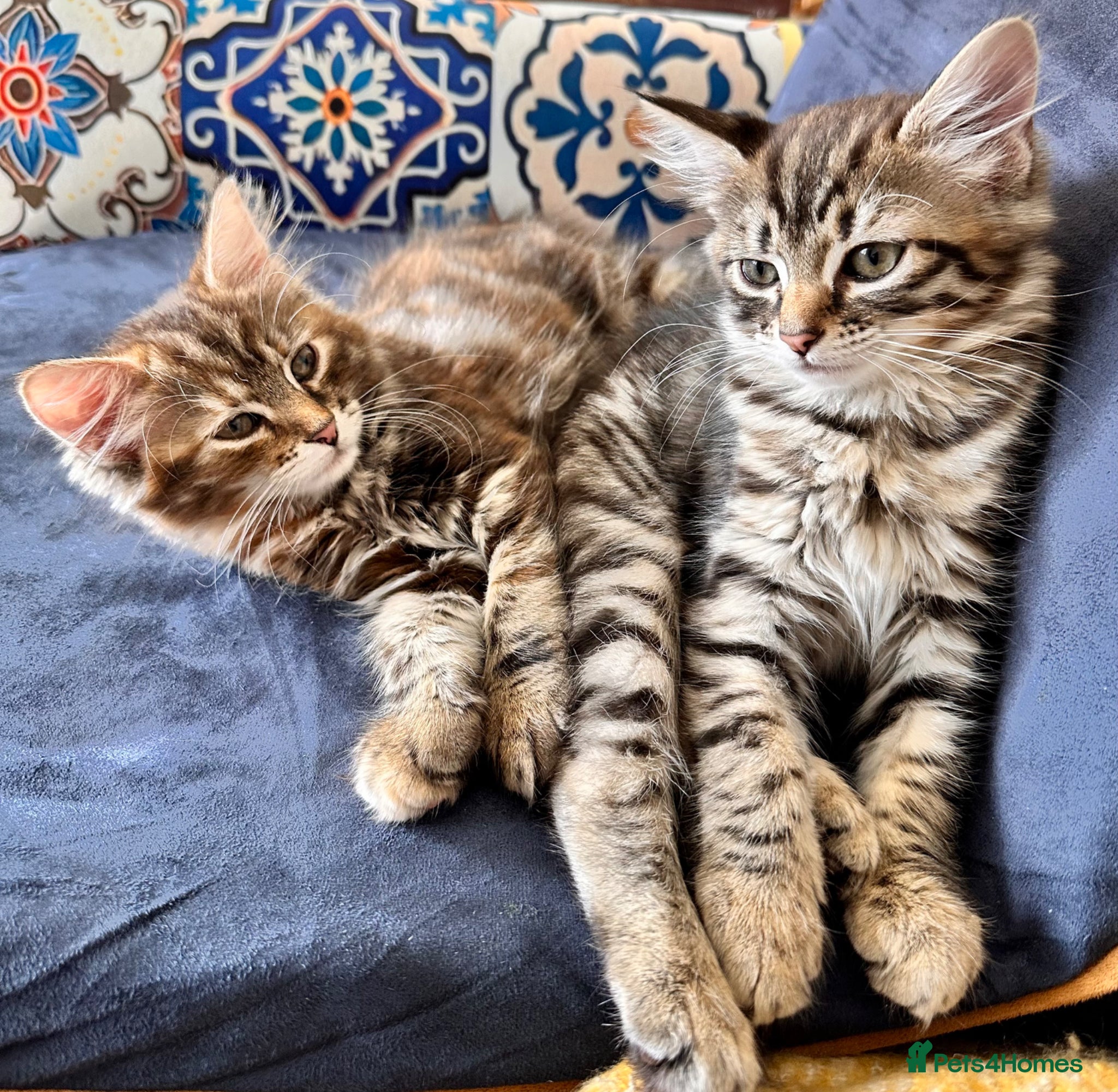 Mixed Breed cats Amiable mixed breed kittens: 3 females  - Advert 2