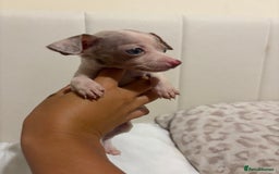 Chiweenie dogs for sale: CHIWEENIES, MICROCHIPPED,VACCINATED,HEALTHCHECKED! - Advert 12