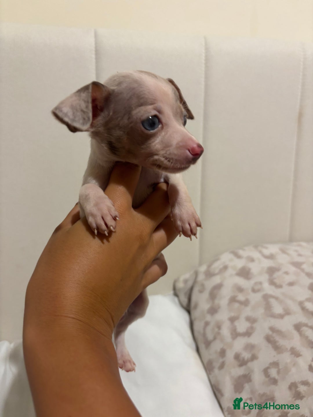 Chiweenie dogs for sale: CHIWEENIES, MICROCHIPPED,VACCINATED,HEALTHCHECKED! - Advert 12