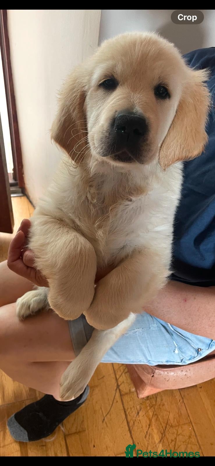 Golden Retriever dogs Amazing Golden Retriever Puppies - Advert 1