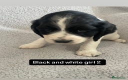 Cocker Spaniel dogs for sale: Gorgeous cocker spaniel puppies  - Image 13