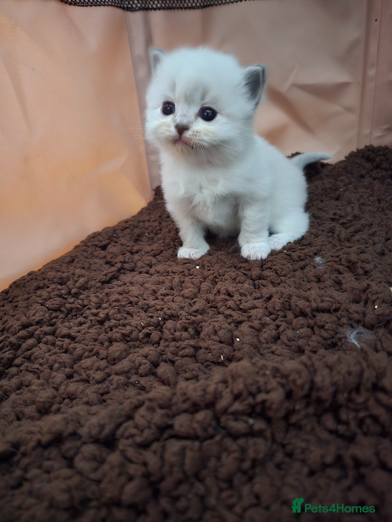 Ragdoll cats Stunning Cream & Tortie Ragdolls - Advert 5