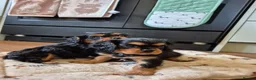 Cavalier King Charles Spaniel dogs for sale: *LASY BOY* *READY * Cavalier King Charles Puppies  - Advert 9