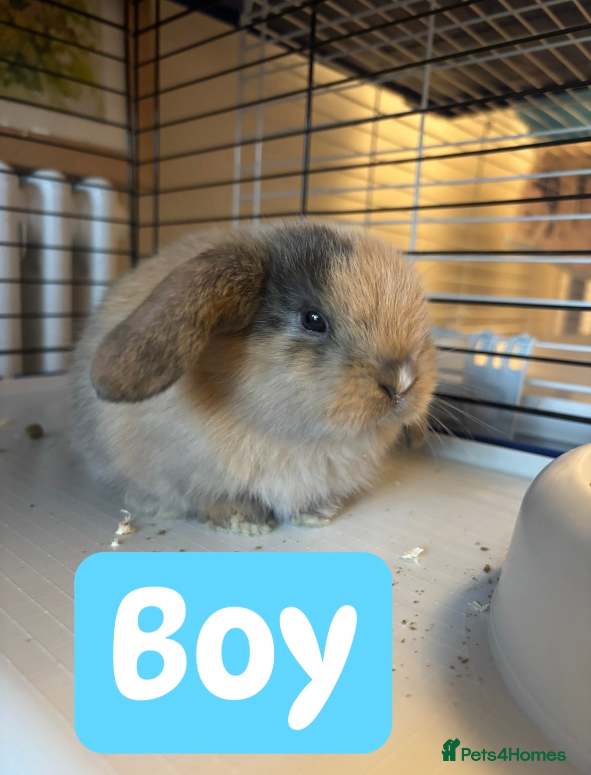 Mini Lop rabbits Mini lop bunnies  - Advert 7
