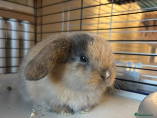 Mini Lop rabbits Mini lop bunnies - Advert 7