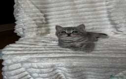 British Shorthair cats for sale: OUTSTANDING GCCF + HEALTH TESTED BSH + BLH KITTENS - Image 40