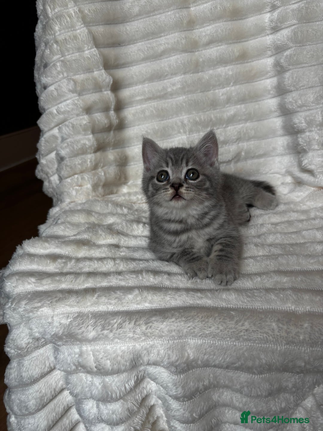 British Shorthair cats for sale: OUTSTANDING GCCF + HEALTH TESTED BSH + BLH KITTENS - Image 40