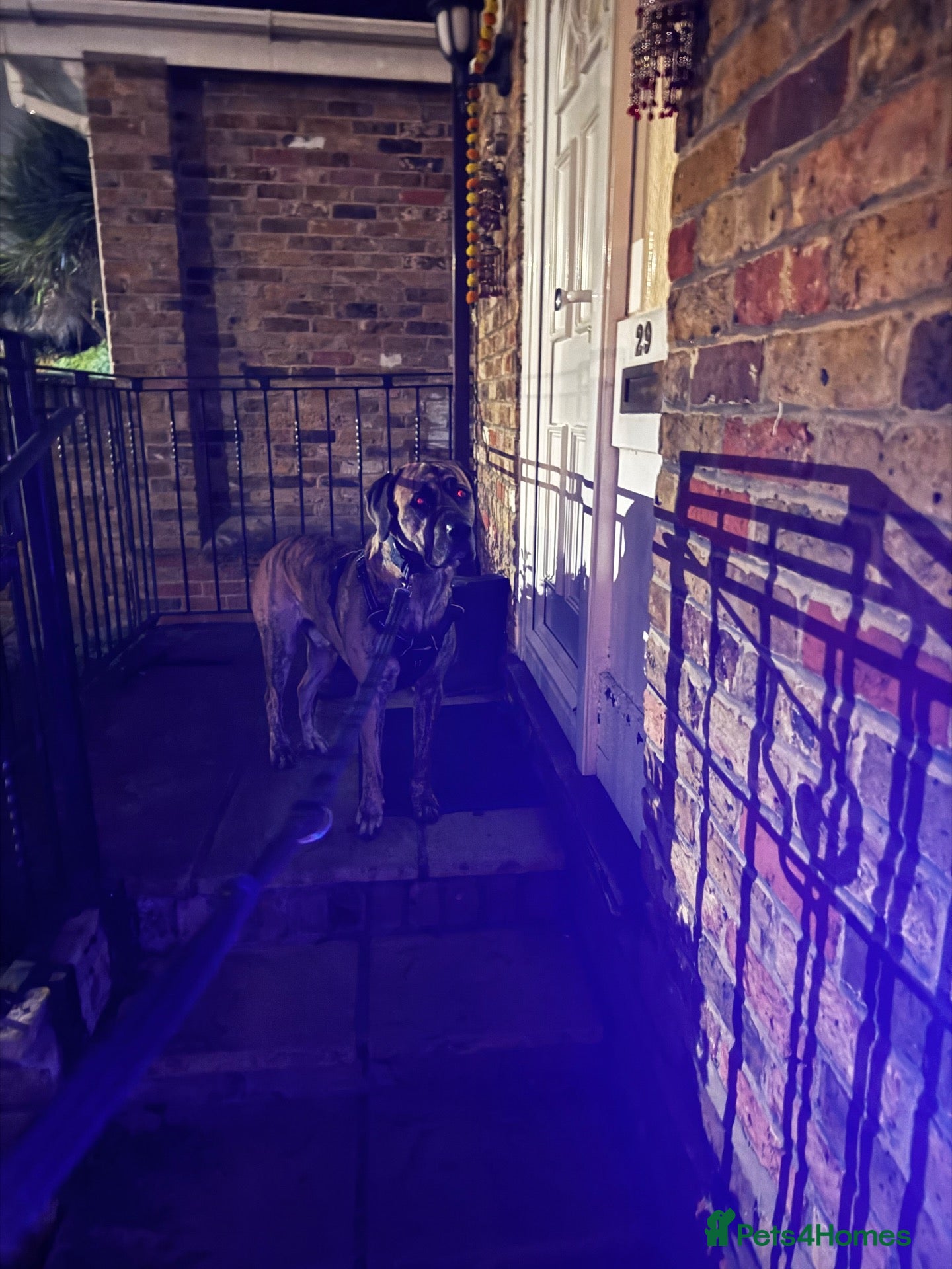 Mixed Breed dogs for stud: Mr Sunny  - Advert 1