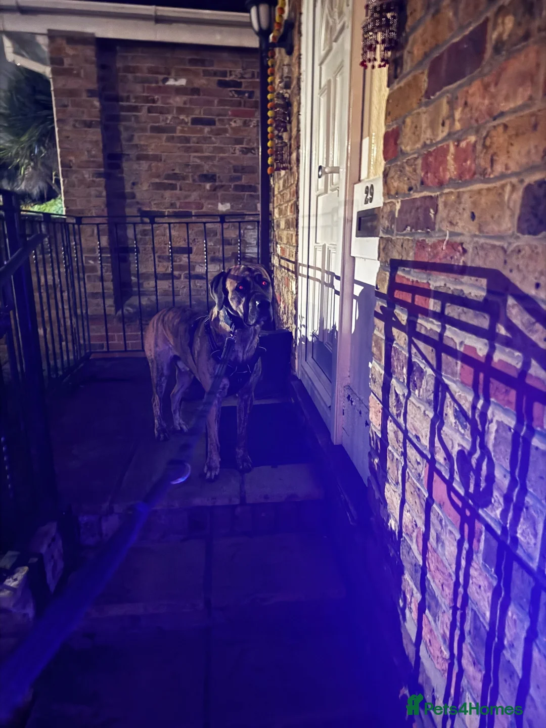 Mixed Breed dogs for stud: Mr Sunny  - Advert 1