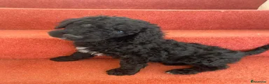 Standard Poodle 3