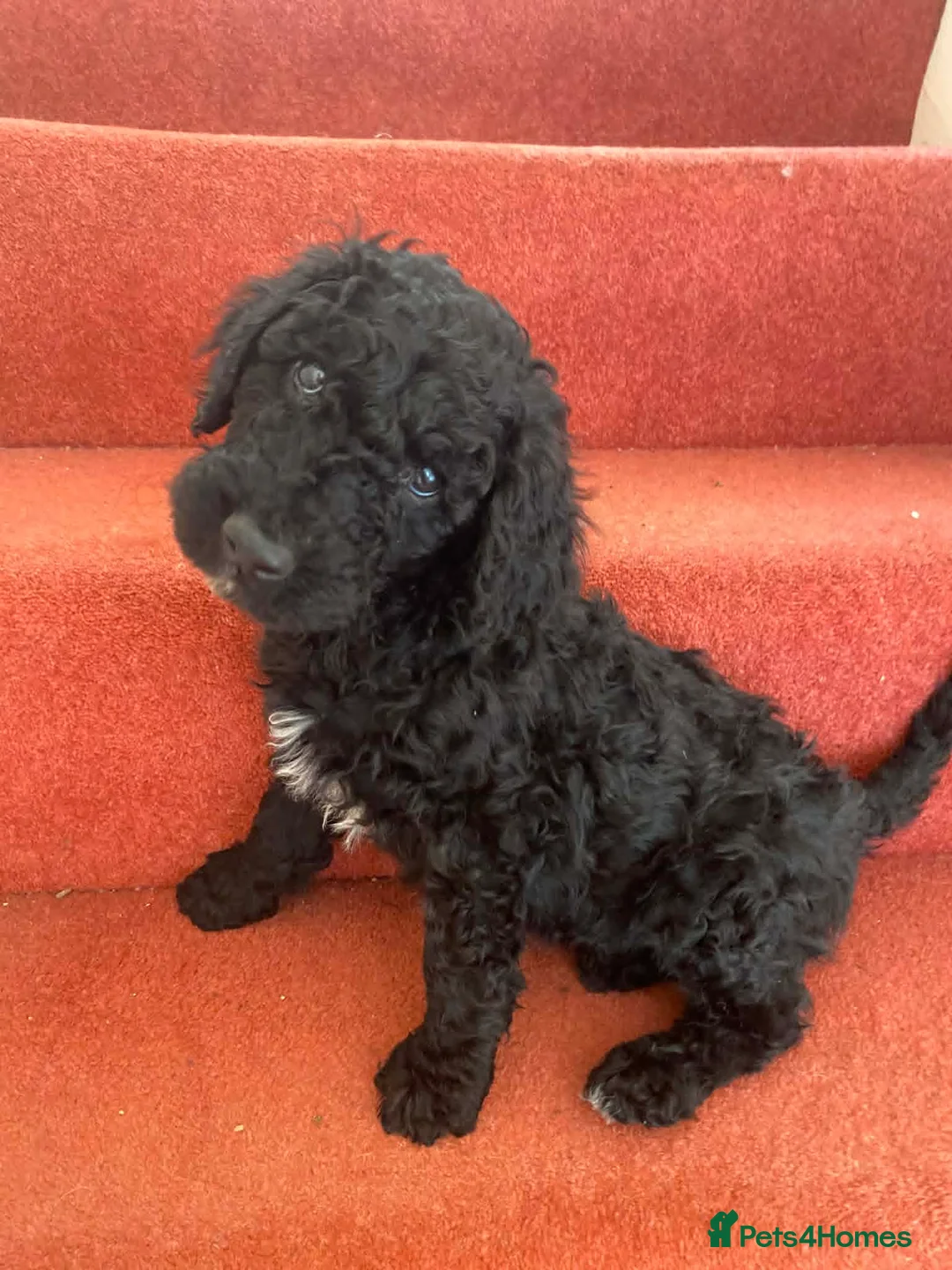 Standard Poodle dogs for sale: Standard Poodle puppies - Advert 28