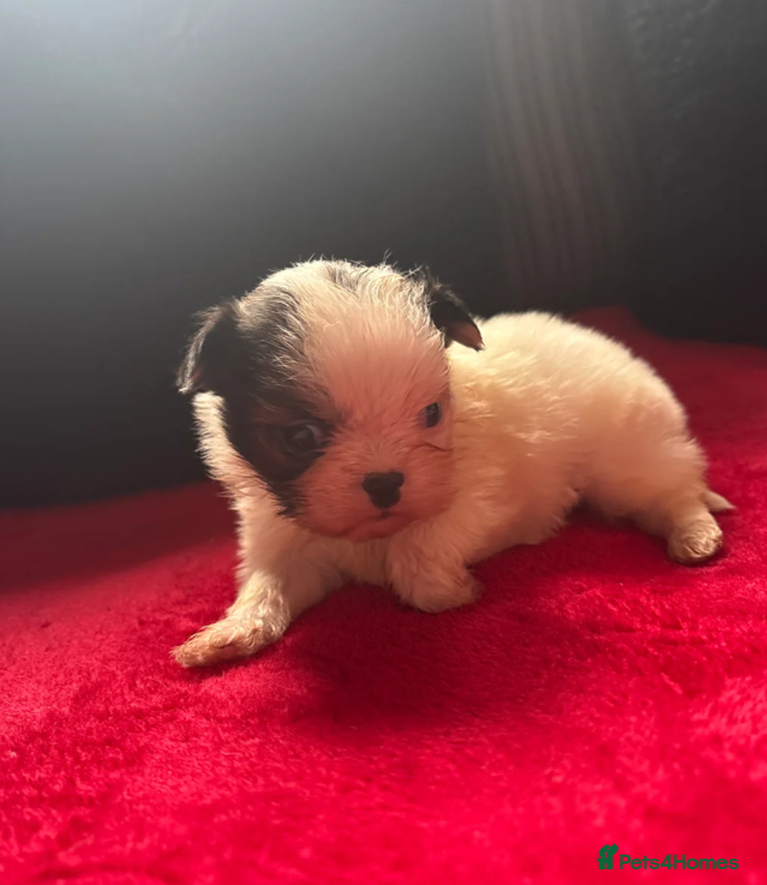 Shih Tzu dogs for sale: Shih Tzu - Advert 3