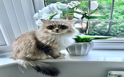 Siberian cats for sale: Beautiful Siberian Cat - Hypoallergenic - Image 4
