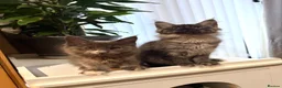 Maine Coon cats for sale: Pedigree Maine Coon kitten, super cute & playful - Advert 4