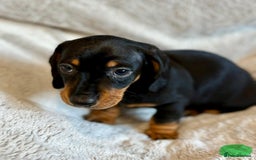 Miniature Dachshund dogs for sale: Adorable Miniature Dachshund Puppies - Image 23