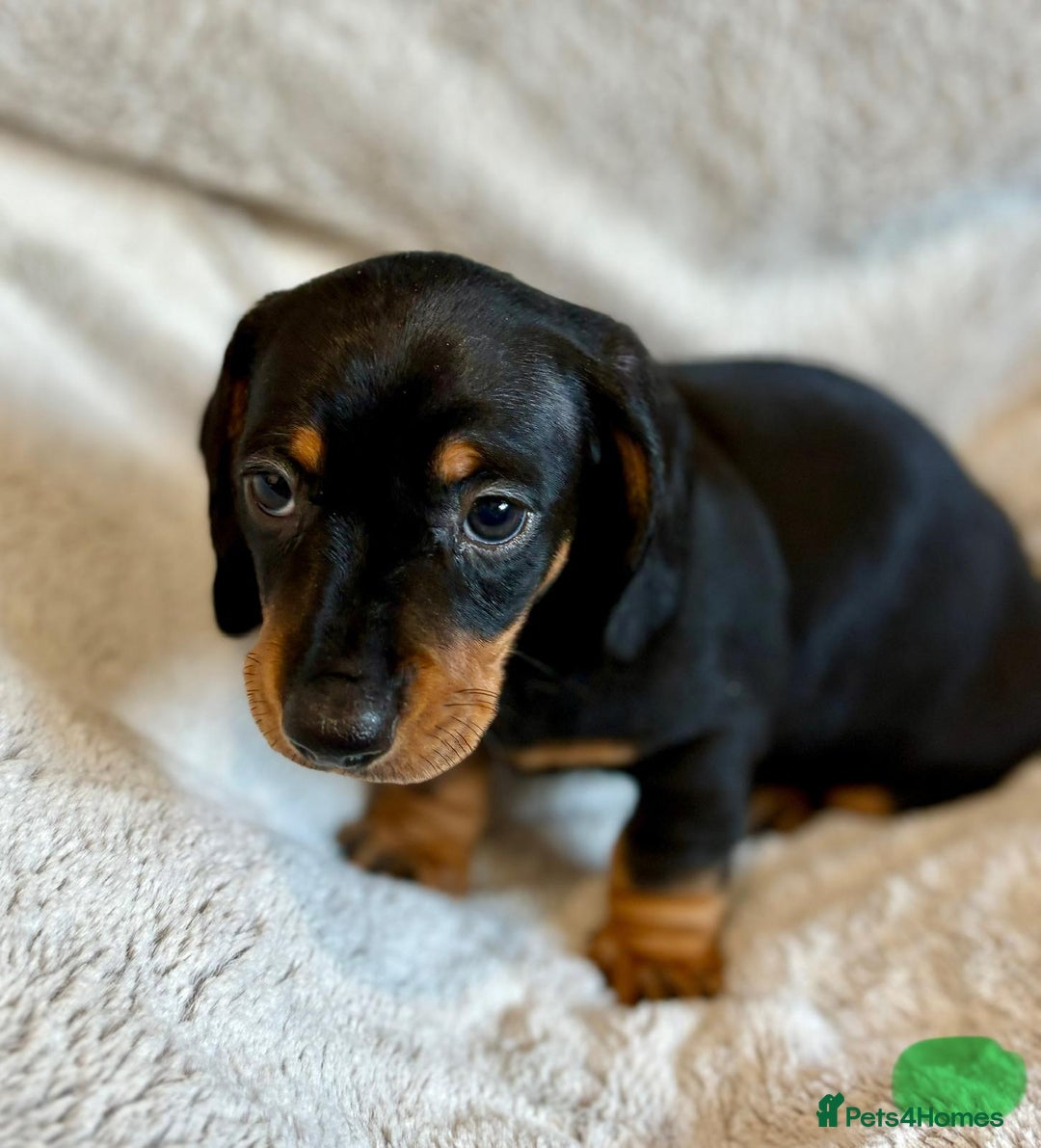 Miniature Dachshund dogs for sale: Adorable Miniature Dachshund Puppies - Image 23